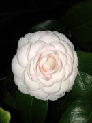 A Rose by any other Name